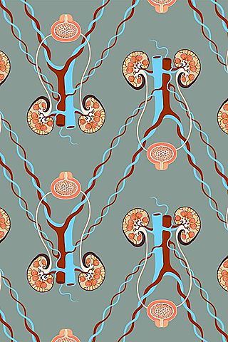 Urinary tract wallpaper