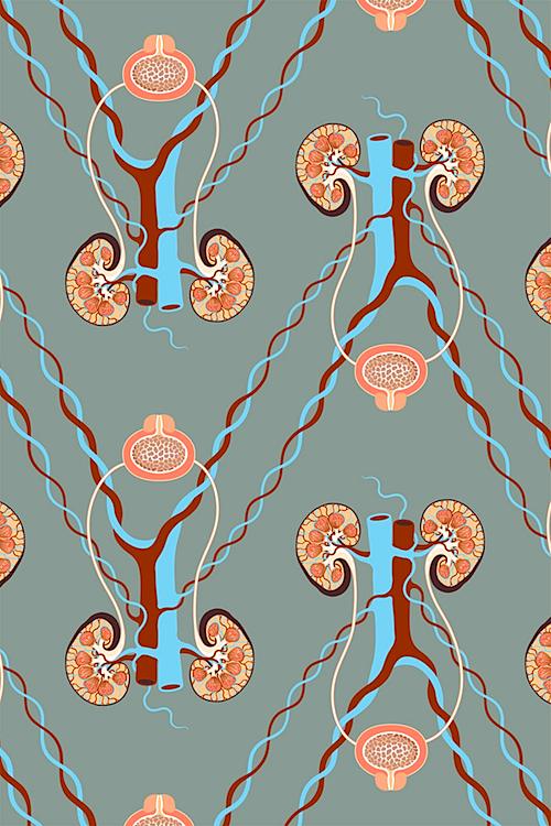 Urinary tract wallpaper