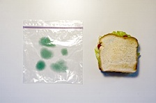 _independent_work_images_moldy_bag_1